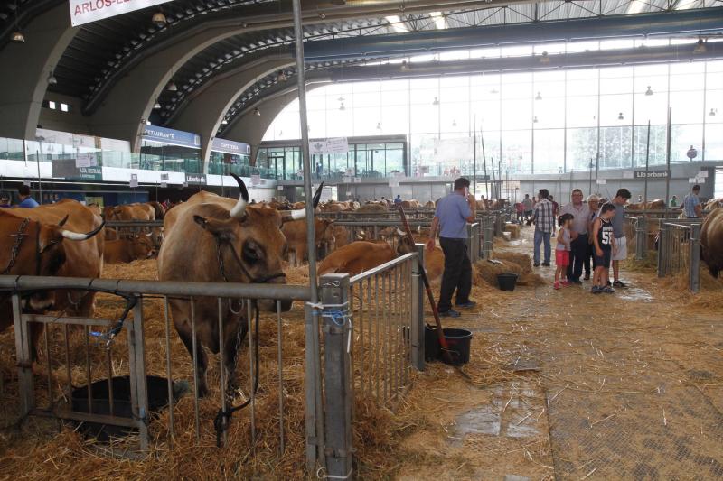 593 reses de 113 ganaderías participan desde hoy en el concurso de La Magdalena