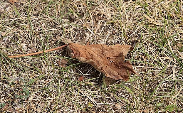 Casi otoño. Las primeras hojas comienzan a caer ya.