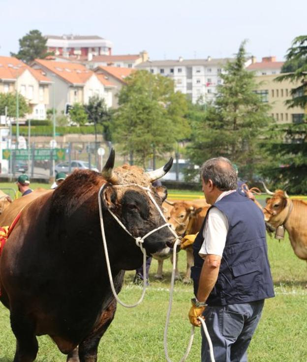 Un ganadero, junto a un ejemplar de Asturiana de los Valles en la entrega de premios de ayer. 