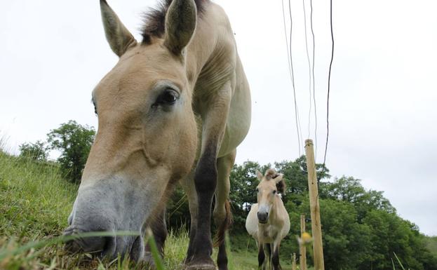 Caballos Przewalski del Parque de la Prehistoria de Teverga.