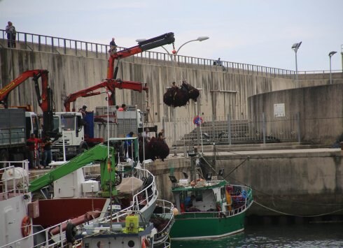 Descarga de ocle de los barcos en el puerto de Llanes. 