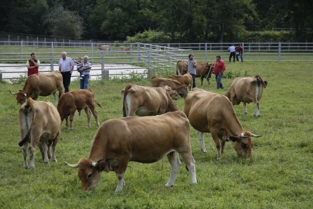 La presencia de vacas y ganaderos fue escasa en Corao. :: NEL ACEBAL