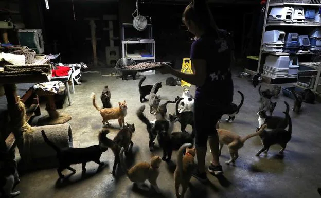 ¿Te imaginas una vida con mil gatos? Así es la mujer que lo hace
