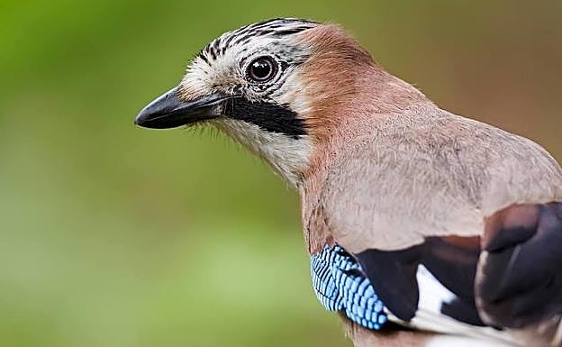 ¿Qué hacer este lunes en Asturias?
