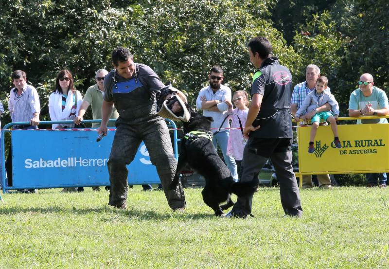 Campeonato de Gochu Asturcelta y una exhibición canina, principales atracciones de la jornada de Agrosiero de este domingo.