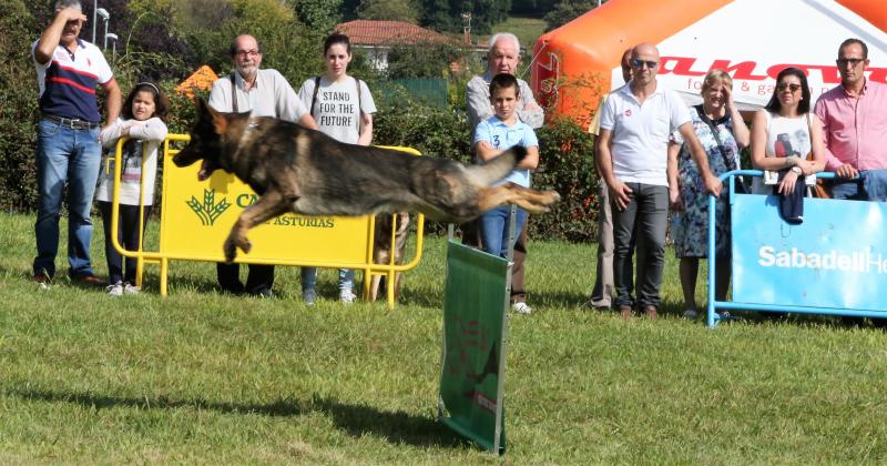 Campeonato de Gochu Asturcelta y una exhibición canina, principales atracciones de la jornada de Agrosiero de este domingo.