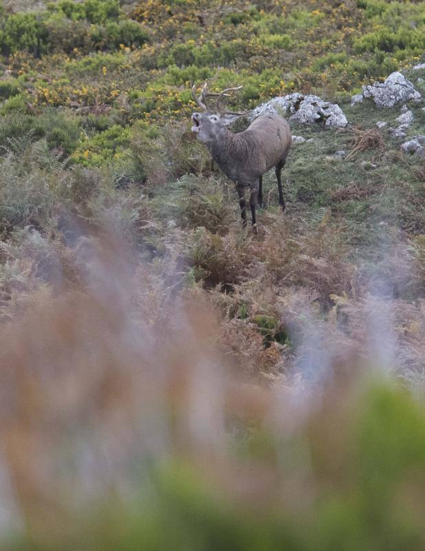 La berrea regresa a los montes asturianos
