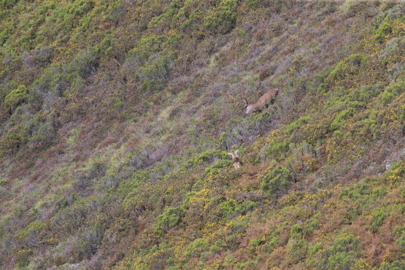 La berrea regresa a los montes asturianos