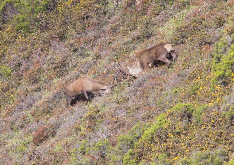 La berrea regresa a los montes asturianos