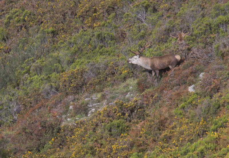 La berrea regresa a los montes asturianos