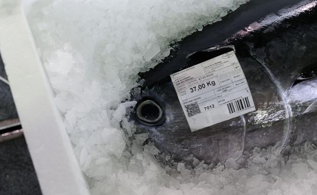 Un atún rojo, envasado.