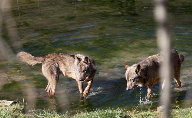 Los ecologistas denuncian ante la Fiscalía las batidas de lobos