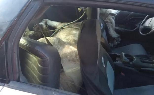 Denunciado por llevar un caballo en el asiento de atrás de su coche