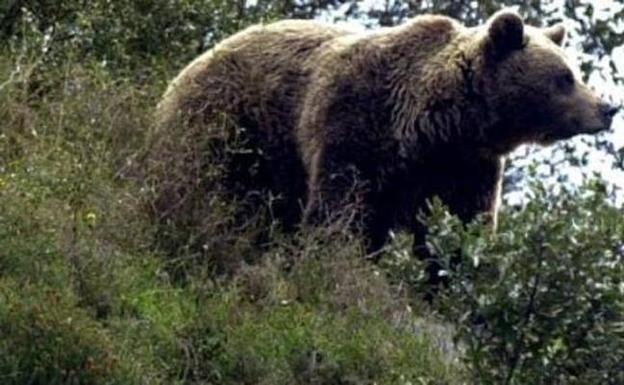 El Principado documenta 281 ataques de osos al ganado durante cinco años
