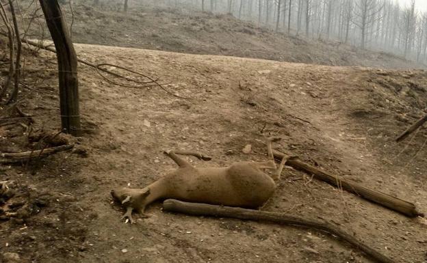 Imagen. La desoladora imagen que deja el fuego en Asturias.