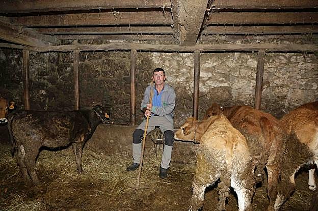El ganadero Juan José García, de Amieva, ha perdido cuatro novillas estas dos últimas semanas. 