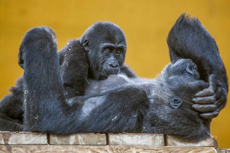 La mirada salvaje de los animales que habitan en el Parque de la Naturaleza de Cabárceno.