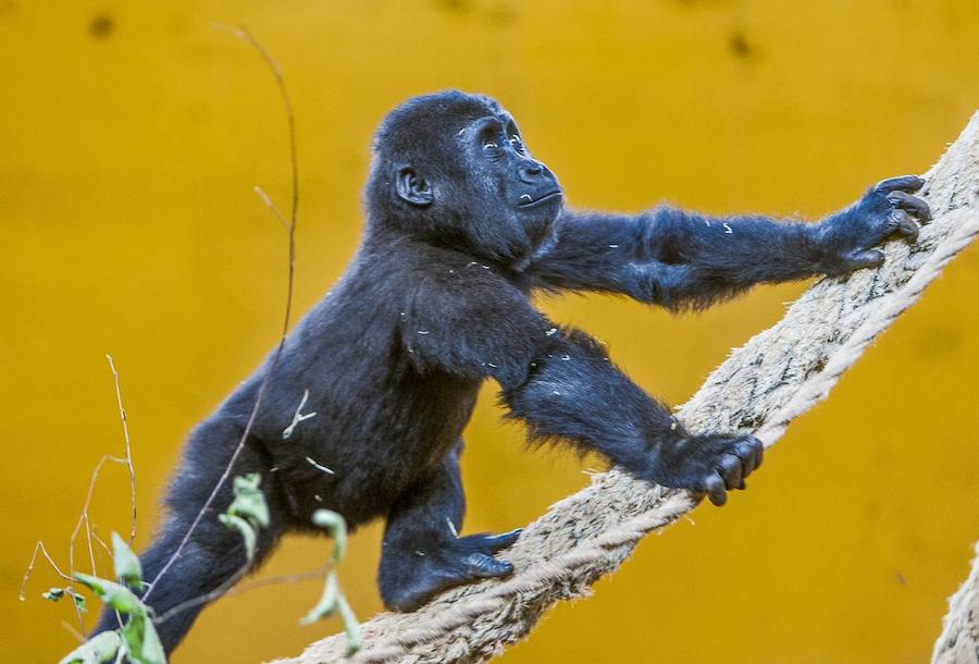 La mirada salvaje de los animales que habitan en el Parque de la Naturaleza de Cabárceno.