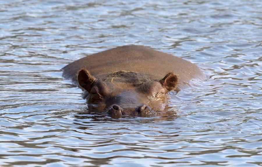 La mirada salvaje de los animales que habitan en el Parque de la Naturaleza de Cabárceno.