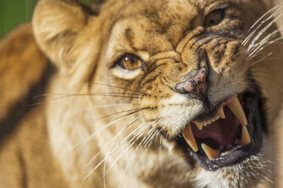 La mirada salvaje de los animales que habitan en el Parque de la Naturaleza de Cabárceno.