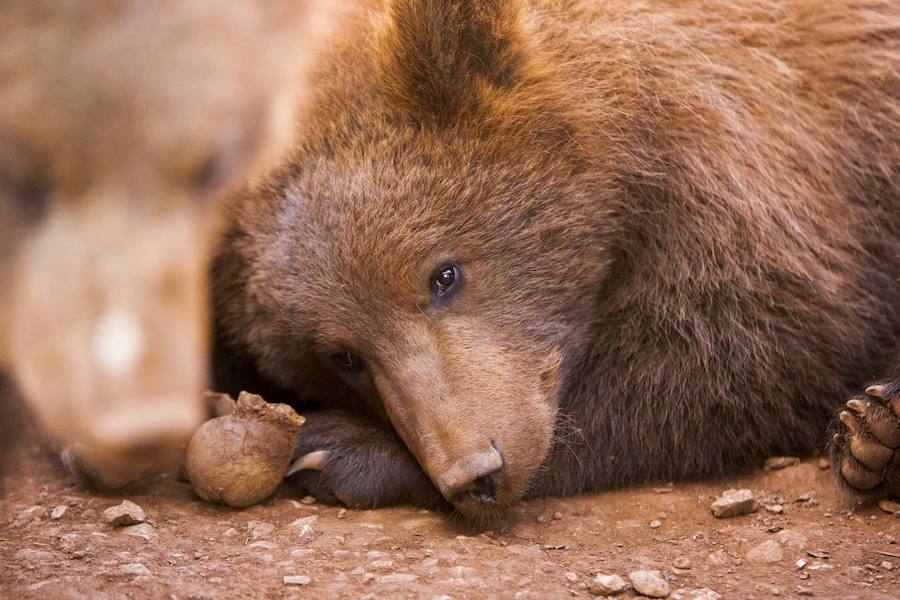 La mirada salvaje de los animales que habitan en el Parque de la Naturaleza de Cabárceno.