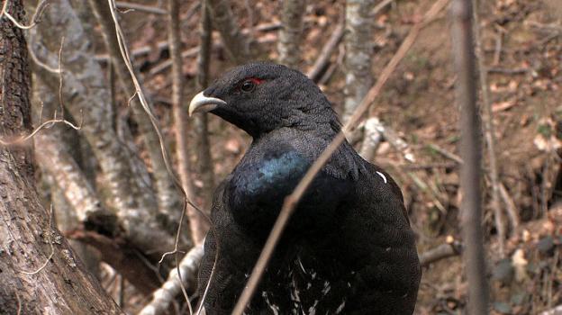 Un urogallo, captado en los montes de la cordillera cantábrica. 