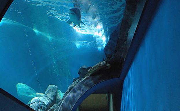 Qué, dónde y cuándo: El Acuario ofrece el día 31 visita, cena ante el tanque los tiburones y discoteca para niños. 45 euros.