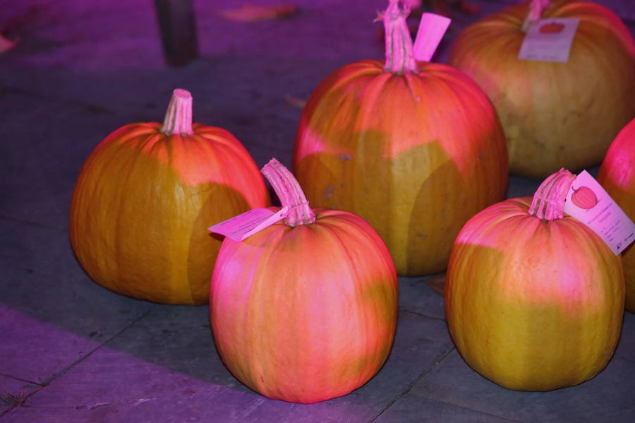 Noche de terror en el Halloween del Botánico