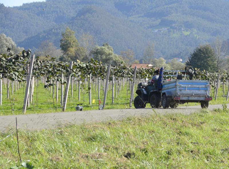 Comienza la recogida del kiwi asturiano