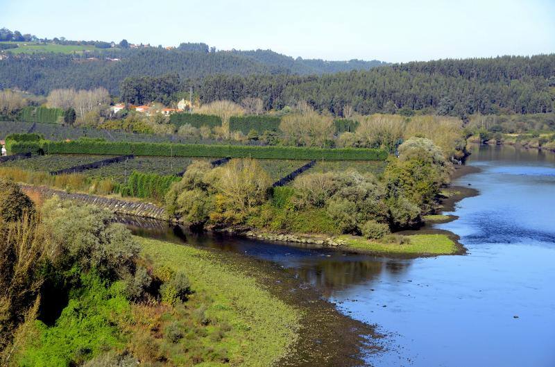 Comienza la recogida del kiwi asturiano