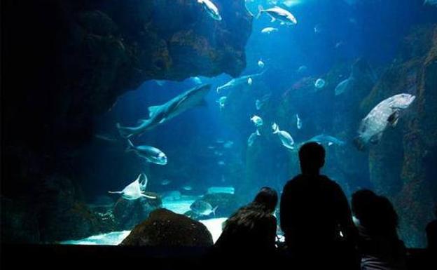 Varias empresas están interesadas en hacerse con la gestión del Acuario