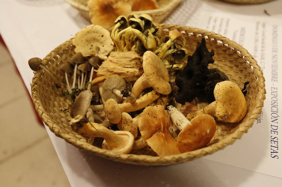 Es tiempo de setas en Asturias