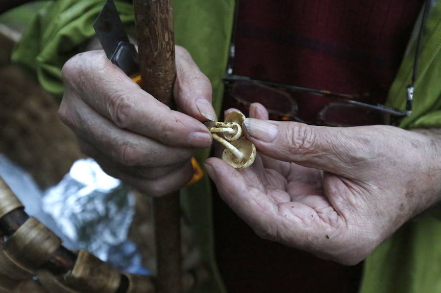 Es tiempo de setas en Asturias
