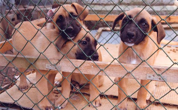 La Junta defiende el 'sacrificio cero' de mascotas abandonadas
