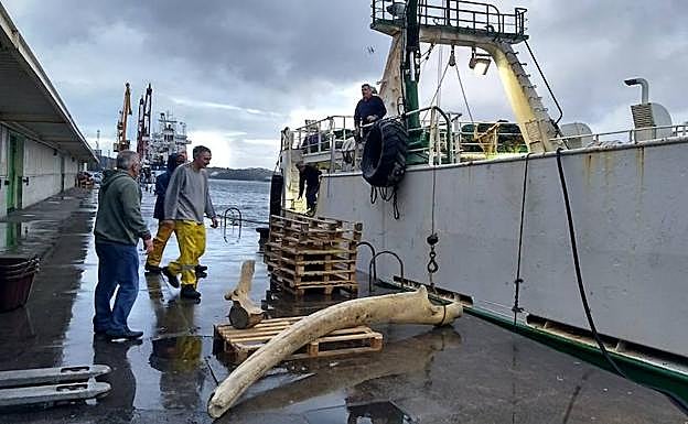 Un pesquero desembarca en Avilés una mandíbula de ballena de tres metros y medio