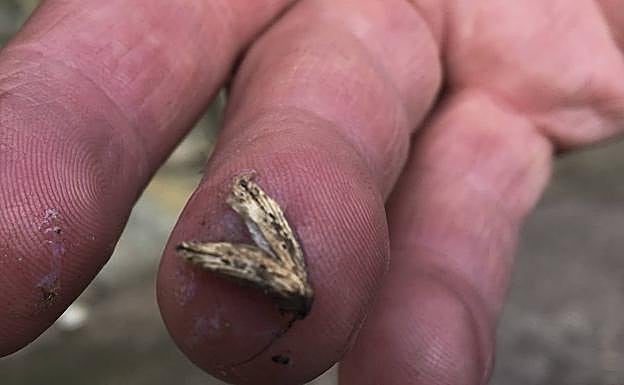 Localizan un caso de polilla guatemalteca en El Franco