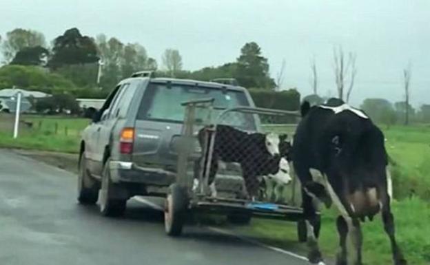 La desesperada persecución de una vaca al coche en el que se llevaban a sus terneros