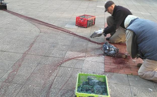 Operarios de la campaña de control de palomas recogen algunos ejemplares.