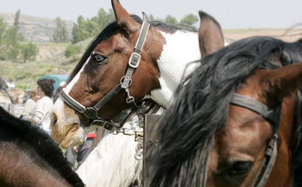 Primera concentración de caballos del norte de España. 