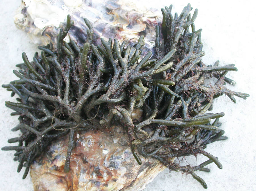 Cuatro especies han reaparecido en la ría en las últimas semanas debido a la regeneración ambiental de este espacio natural en los últimos años.