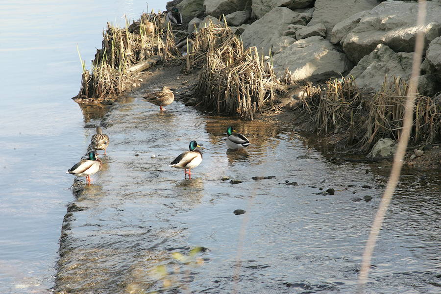 Cuatro especies han reaparecido en la ría en las últimas semanas debido a la regeneración ambiental de este espacio natural en los últimos años.