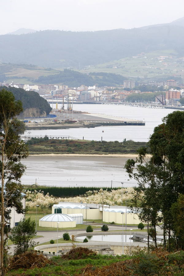 Cuatro especies han reaparecido en la ría en las últimas semanas debido a la regeneración ambiental de este espacio natural en los últimos años.