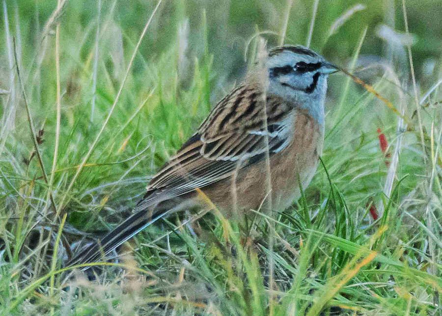 Cuatro especies han reaparecido en la ría en las últimas semanas debido a la regeneración ambiental de este espacio natural en los últimos años.