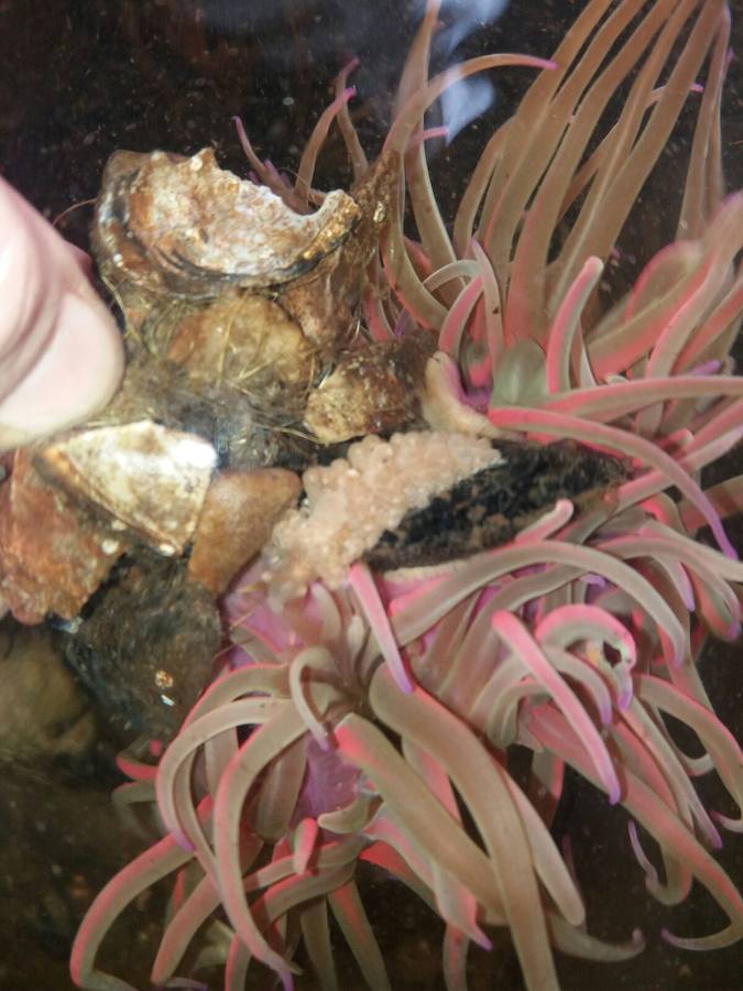 Cuatro especies han reaparecido en la ría en las últimas semanas debido a la regeneración ambiental de este espacio natural en los últimos años.