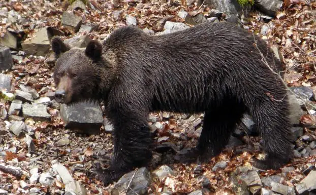 Castilla y León busca a un oso pardo que recibió un disparo durante una cacería en Palencia