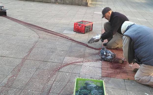 Operarios municipales capturan palomas con una red y las introducen cn cajas de plástico para la campaña de control municipal de estas aves. 