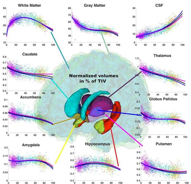 El cerebro del hombre envejece peor que el de la mujer