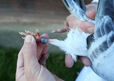 Imagen secundaria 1 - Palomas de altos vuelos