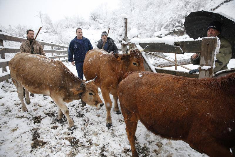 La nieve complica el tráfico en los puertos asturianos