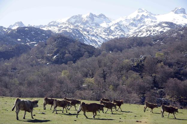 Vacas subiendo a los puertos del Parque Nacional de los Picos de Europa. 